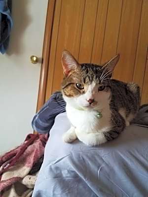 Photo of Gunnar #image