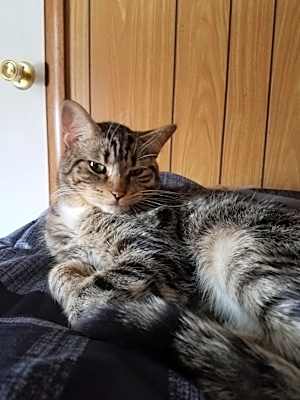 Photo of Gizmo #image