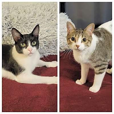 Photo of Prui AND Piper #image