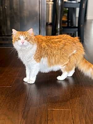 Photo of Ollie #image