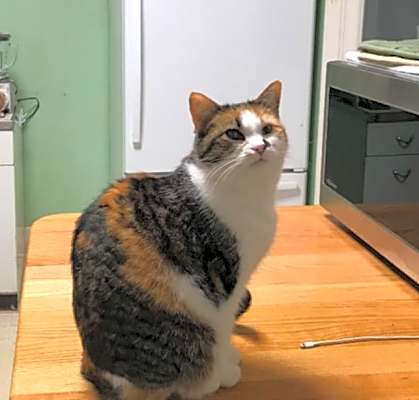Photo of Mama Girl- sponsored! #image