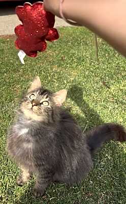 Photo of Fluffkins #image