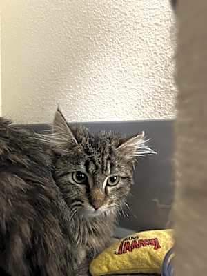 Photo of Nelson #image