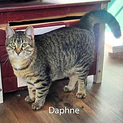 Photo of Daphne #image