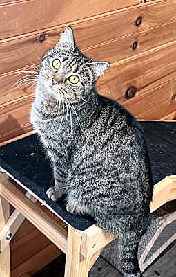 Photo of Dottie #image