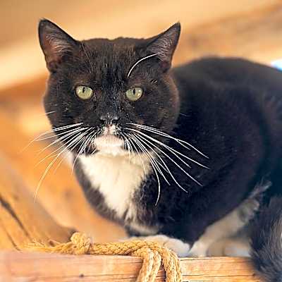 Photo of Hugo #image