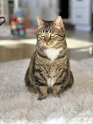 Photo of Kitty, Queen of Sass #image