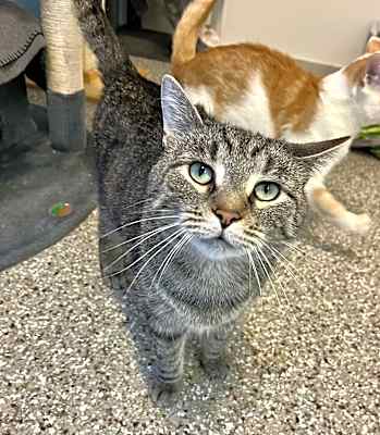 Photo of Bartleby #image