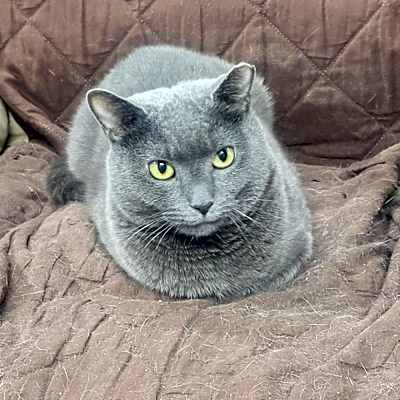 Photo of Olive #image