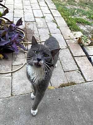 Photo of Dusty #image