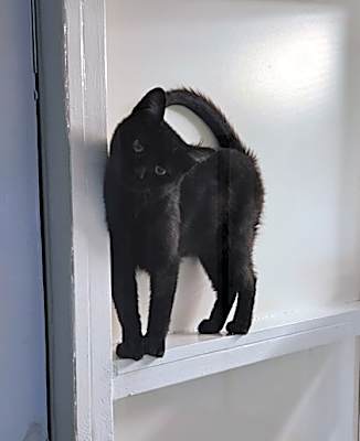 Photo of Henry #image
