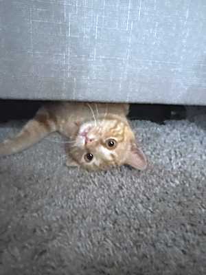 Photo of Kitty #image