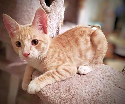 Photo of Sirocco #image