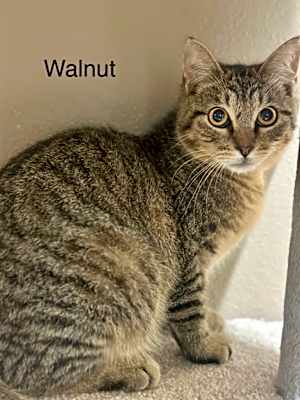 Photo of Walnut #image