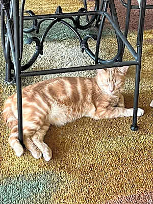 Photo of Big Red #image