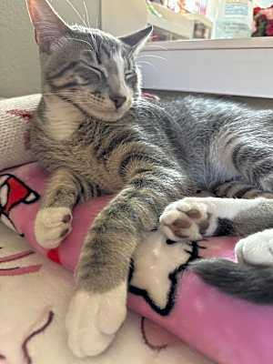 Photo of Leo #image