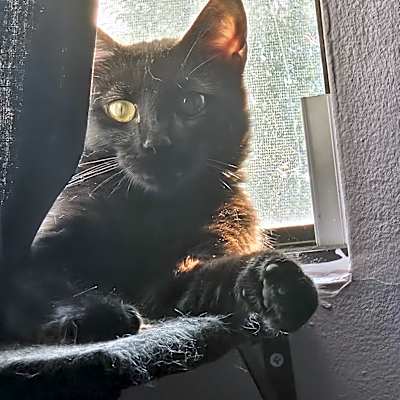 Photo of Luna #image