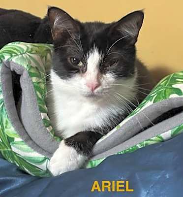 Photo of Ariel #image