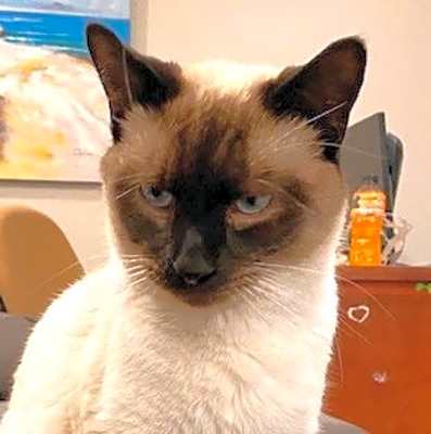 Photo of McCoy #image
