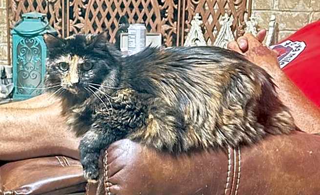 Photo of Miss Priss #image