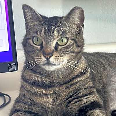 Photo of Paisley #image