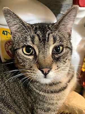 Photo of Brewster #image