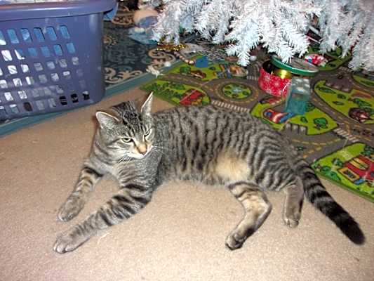 Photo of Tiger #image