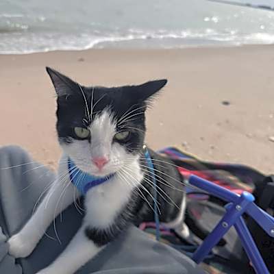 Photo of Bo #image