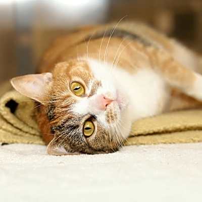 Photo of Tot #image