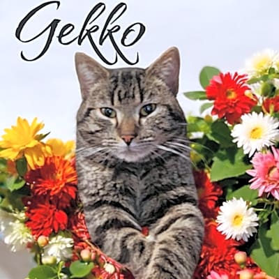 Photo of Gekko #image