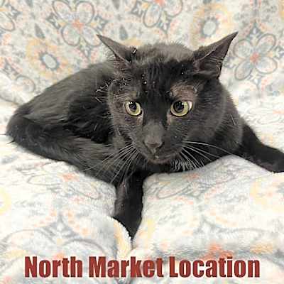 Photo of Artemis #image