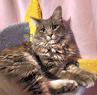 Photo of Nyx #image