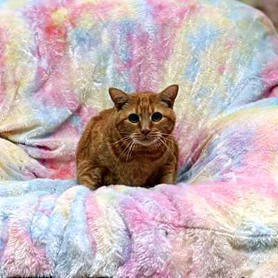 Photo of Milo #image