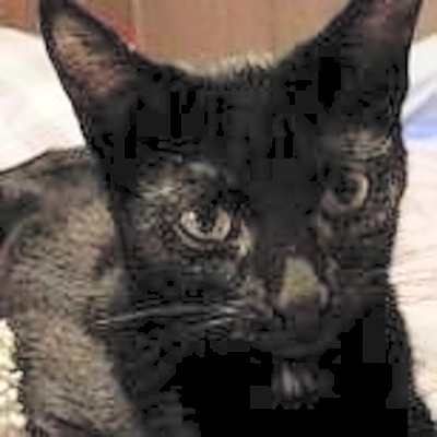 Photo of Zz Ty~ Courtesy #image