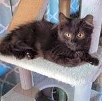 Photo of Zz Brooke ~ Courtesy #image