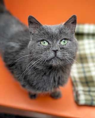 Photo of Chowder #image