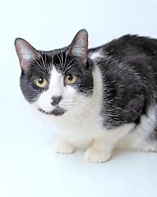 Photo of Bessie #image