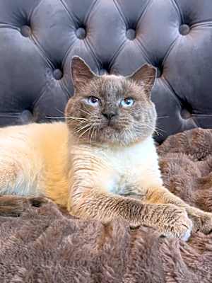 Photo of Meowgi #image