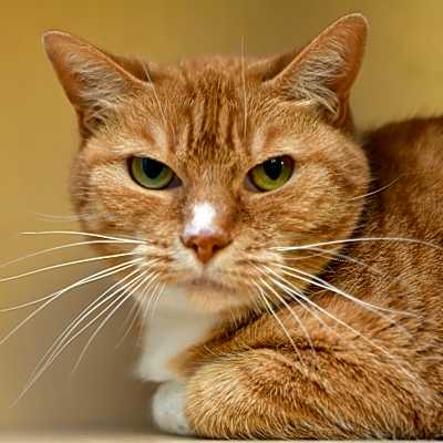Photo of Annabelle #image
