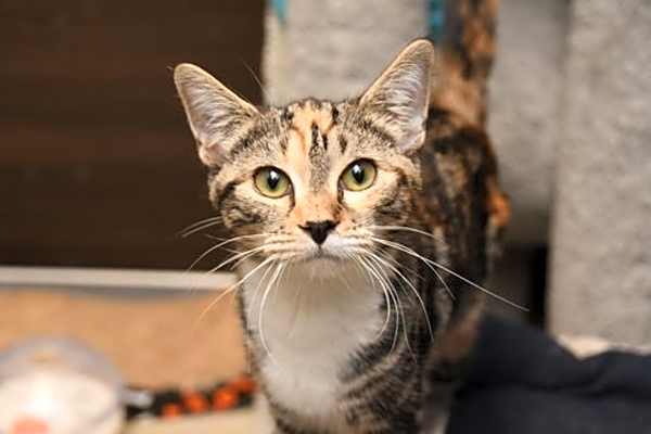 Photo of Sugar Plum #image