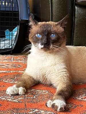 Photo of Mitts #image