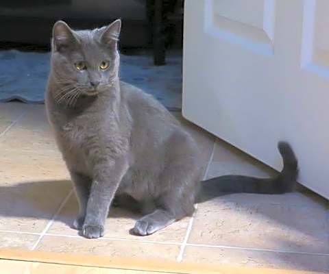 Photo of Pepper #image