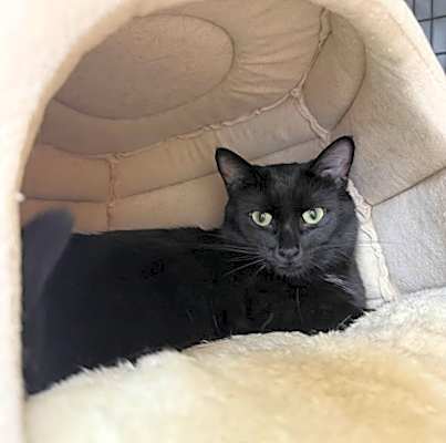 Photo of Fig #image