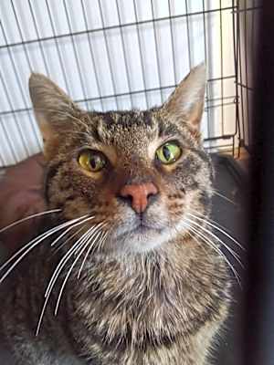 Photo of Leo #image