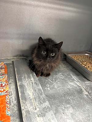 Photo of Feral 2 #image
