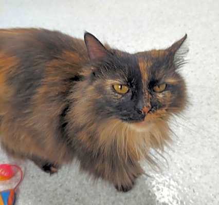Photo of Gizmo #image