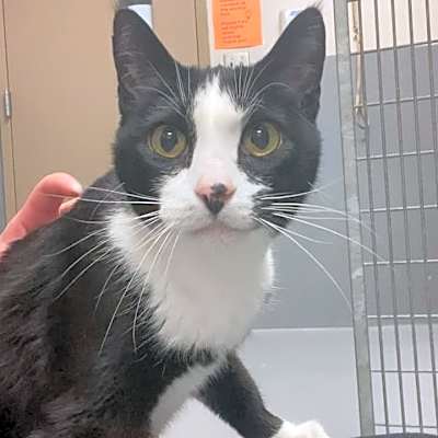 Photo of Whiskerbell #image