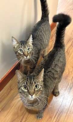 Photo of Maciera C4596 & Marcel C4595 (Bonded Pair) #image