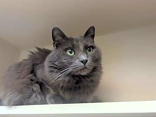 Photo of IZZY #image