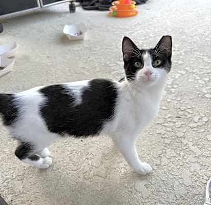 Photo of Lovie #image